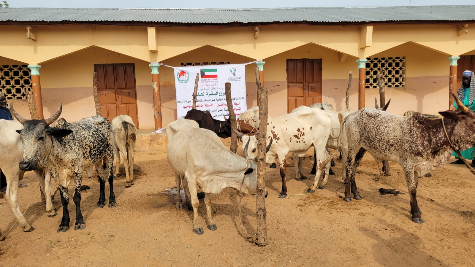 بقرة حلوب - بنين